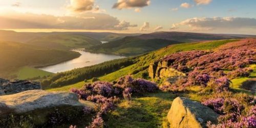 a-shot-of-the-peak-district-in-england-with-flowers-blooming-as-the-sun-sets