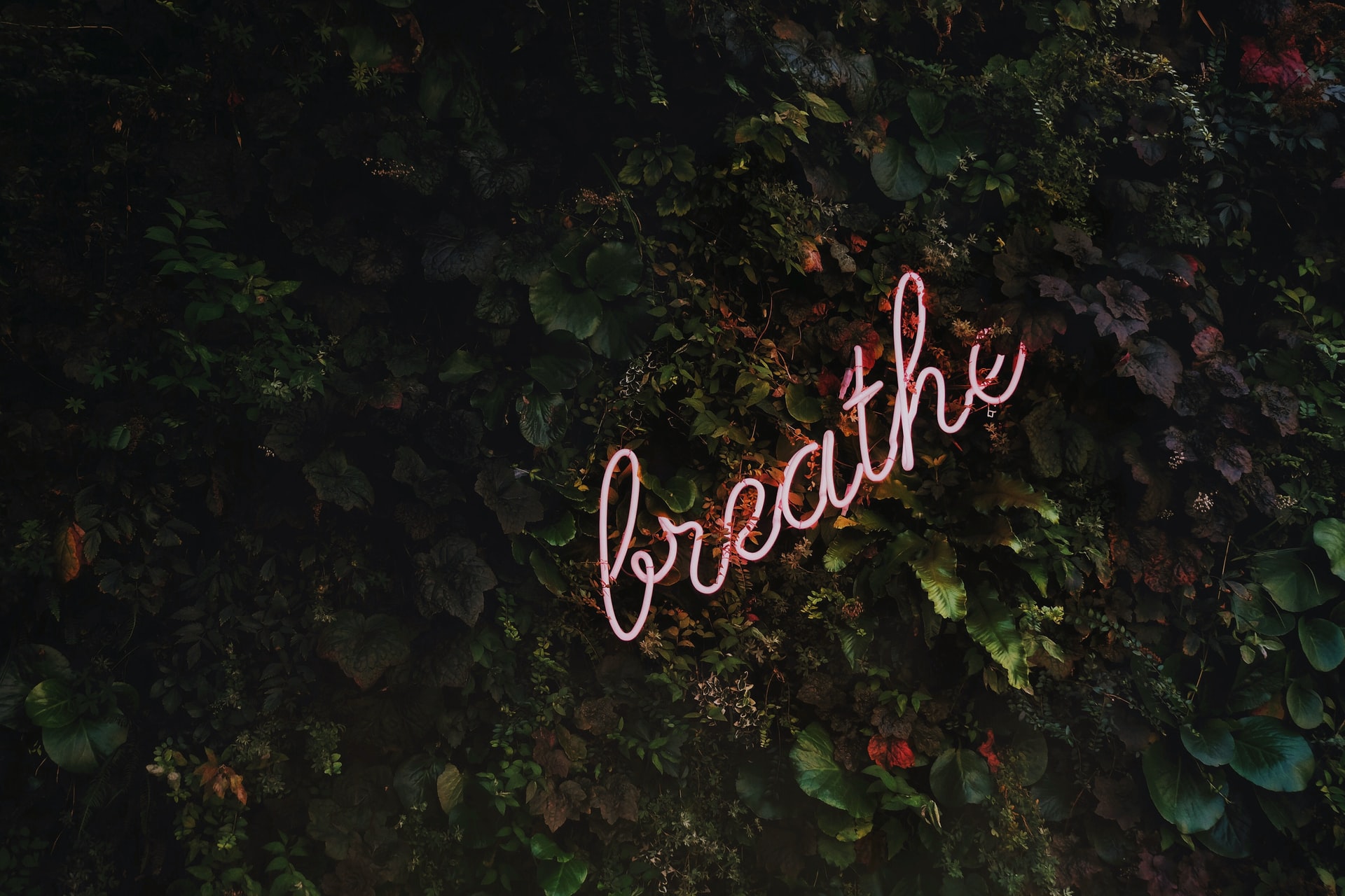 image-of-a-leafy-tree-with-a-light-up-sign-saying-breathe