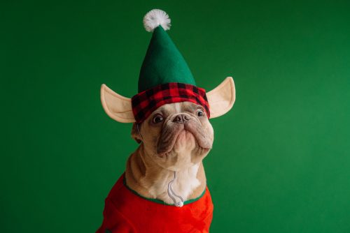 picture-of-a-dog-wearing-a-cute-christmas-elf-outfit